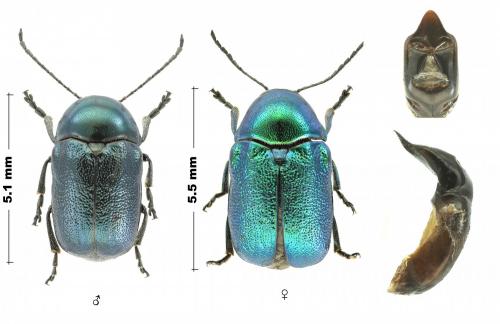 Cryptocephalus sp.
